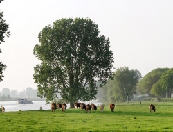 Maasheggen terug bij Mook en Middelaar