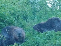 bevers bij honswijkerplas