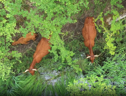 Natuurfilm over project Dekker langs Bovenrijn