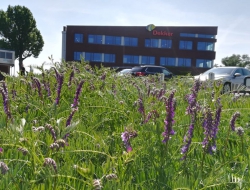 Rijke biodiversiteit rond kantoor Dekker