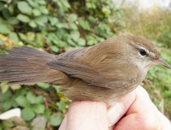 De Cetti s zanger in de hand van ringer Herman Bouman bij de Honswijkerplas